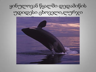 ყინულოვან წყალში დედამიწის
უდიდესი ცხოველი,ლურჯი
ვეშაპი დაცურავს.
 