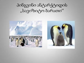 პინგვინი ანტარქტიდის
,,სავიზიტო ბარათი’’
 