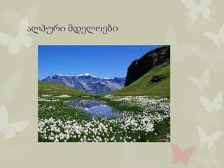 ალპური მდელოები
 