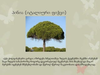 პინია (იტალიური ფიჭვი)
აქვს ქოლგისებური ვარჯი; იზრდება ხმელთაშუა ზღვის ქვეყნებში; ჩვენში აშენებენ
შავი ზღვის სანაპიროზე როგორც დეკორატიულ მცენარეს; მის მსუბუქ და მაგარ
მერქანს იყენებენ მშენებლობაში და წვრილ-წვრილ ნაკეთობათა დასამზადებლად.
 