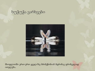 ხუჭუჭა ვარხვები
მსოფლიოში ერთ-ერთ ყველაზე მძიმეწონიან მფრინავ ფრინველად
ითვლება.
 