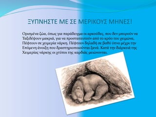 ΞΥΠΝΗΣΤΕ ΜΕ ΣΕ ΜΕΡΙΚΟΥΣ ΜΗΝΕΣ!
Ορισμένα ζώα, όπως για παράδειγμα οι αρκούδες, που δεν μπορούν να
Ταξιδέψουν μακριά, για να προστατευτούν από το κρύο του χειμώνα,
Πέφτουν σε χειμερία νάρκη. Πέφτουν δηλαδή σε βαθύ ύπνο μέχρι την
Επόμενη άνοιξη που δραστηριοποιούνται ξανά. Κατά την διάρκειά της
Χειμερίας νάρκης οι χτύποι της καρδιάς μειώνονται.
 