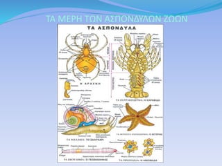 ΤΑ ΜΕΡΗ ΤΩΝ ΑΣΠΟΝΔΥΛΩΝ ΖΩΩΝ
 