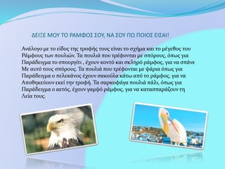 ΔΕΙΞΕ ΜΟΥ ΤΟ ΡΑΜΦΟΣ ΣΟΥ, ΝΑ ΣΟΥ ΠΩ ΠΟΙΟΣ ΕΙΣΑΙ!
Ανάλογο με το είδος της τροφής τους είναι το σχήμα και το μέγεθος του
Ράμφους των πουλιών. Τα πουλιά που τρέφονται με σπόρους, όπως για
Παράδειγμα το σπουργίτι , έχουν κοντό και σκληρό ράμφος, για να σπάνε
Με αυτό τους σπόρους. Τα πουλιά που τρέφονται με ψάρια όπως για
Παράδειγμα ο πελεκάνος έχουν σακούλα κάτω από το ράμφος, για να
Αποθηκεύουν εκεί την τροφή. Τα σαρκοφάγα πουλιά πάλι, όπως για
Παράδειγμα ο αετός, έχουν γαμψό ράμφος, για να κατασπαράζουν τη
Λεία τους.
 