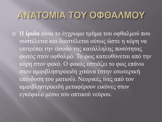  Ζ ίριδα είλαη ην έγρξσκν ηκήκα ηνπ νθζαικνύ πνπ
ζπζηέιεηαη θαη δηαζηέιεηαη νύησο ώζηε ε θόξε λα
επηηξέπεη ηελ είζνδν ηεο θαηάιιειεο πνζόηεηαο
θσηόο ζηνλ νθζαικό. Τν θσο θαηεπζύλεηαη από ηελ
θόξε ζηνλ θαθό. Ο θαθόο εζηηάδεη ην θσο επάλσ
ζηνλ ακθηβιεζηξνεηδή ρηηώλα (ζηελ εζσηεξηθή
επέλδπζε ηνπ καηηνύ). Νεπξηθέο ίλεο από ηνλ
ακθηβιεζηξνεηδή κεηαθέξνπλ εηθόλεο ζηνλ
εγθέθαιν κέζσ ηνπ νπηηθνύ λεύξνπ.
 