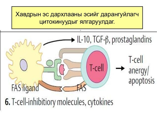 дархлааны механизмаас хавдрын эс зайлсхийх
