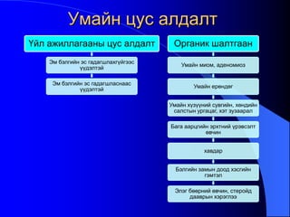 Умайн цус алдалт
Үйл ажиллагааны цус алдалт
Эм бэлгийн эс гадагшлахгүйгээс
үүдэлтэй
Эм бэлгийн эс гадагшласнаас
үүдэлтэй
Органик шалтгаан
Умайн миом, аденомиоз
Умайн ерөндөг
Умайн хүзүүний сувгийн, хөндийн
салстын ургацаг, хэт зузаарал
Бага аарцгийн эрхтний үрэвсэлт
өвчин
хавдар
Бэлгийн замын доод хэсгийн
гэмтэл
Элэг бөөрний өвчин, стеройд
дааврын хэрэглээ
 