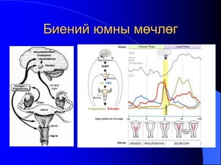 Биений юмны мөчлөг
 