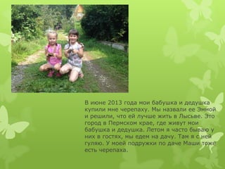 В июне 2013 года мои бабушка и дедушка
купили мне черепаху. Мы назвали ее Эммой
и решили, что ей лучше жить в Лысьве. Это
...