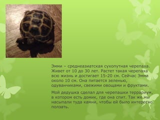Эмми – среднеазиатская сухопутная черепаха.
Живет от 10 до 30 лет. Растет такая черепаха
всю жизнь и достигает 15-20 см. С...