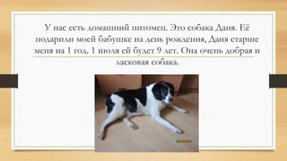 У нас есть домашний питомец. Это собака Даня. Её
подарили моей бабушке на день рождения, Даня старше
меня на 1 год. 1 июля ей будет 9 лет. Она очень добрая и
ласковая собака.
 
