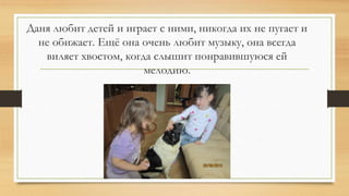 Даня любит детей и играет с ними, никогда их не пугает и
не обижает. Ещё она очень любит музыку, она всегда
виляет хвостом, когда слышит понравившуюся ей
мелодию.
 