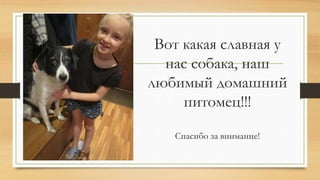 Вот какая славная у
нас собака, наш
любимый домашний
питомец!!!
Спасибо за внимание!
 