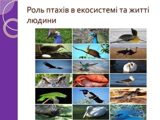 Роль птахів в екосистемі та житті
людини
 