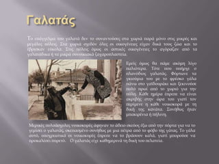 Εμείς όμως θα πάμε ακόμη λίγο
παλιότερα. Τότε που υπήρχε ο
πλανόδιος γαλατάς. Φόρτωνε τα
γκιούμια του με το φρέσκο γάλα
πάνω στο γαϊδουράκι και ξεκινούσε
πολύ πρωί από το χωριό για την
πόλη. Κάθε ημέρα έπρεπε να είναι
ακριβής στην ώρα του γιατί τον
περίμενε η κάθε νοικοκυρά με τη
δική της κανάτα. Συνήθως ήταν
μπακιρένια ή πήλινη.
Το επάγγελμα του γαλατά δεν το συναντούσες στα χωριά παρά μόνο στις μικρές και
μεγάλες πόλεις. Στα χωριά σχεδόν όλες οι οικογένειες είχαν δικά τους ζώα και το
έβρισκαν εύκολα. Στις πόλεις όμως οι αστικές οικογένειες το αγόραζαν από τα
γαλατάδικα ή τα μικρά συνοικιακά ζαχαροπλαστεία.
Μερικές πολυάσχολες νοικοκυρές άφηναν το άδειο σκεύος έξω από την πόρτα για να το
γεμίσει ο γαλατάς, σκεπασμένο συνήθως με μια πέτρα από το φόβο της γάτας. Το γάλα
αυτό, υποχρεωτικά οι νοικοκυρές έπρεπε να το βράσουν καλά, γιατί μπορούσε να
προκαλέσει πυρετό. Ο γαλατάς είχε καθημερινά τη δική του πελατεία.
 