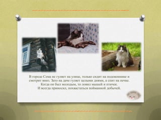 В городе Сема не гуляет на улице, только сидит на подоконнике и
смотрит вниз. Зато на даче гуляет целыми днями, а спит на печке.
Когда он был молодым, то ловил мышей и птичек.
И всегда приносил, похвастаться пойманной добычей.
 