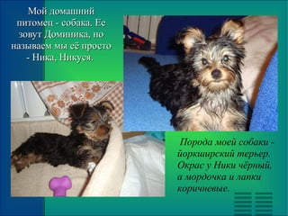 Мой домашнийМой домашний
питомец - собака. Еепитомец - собака. Ее
зовут Доминика, нозовут Доминика, но
называем мы её простоназываем мы её просто
- Ника, Никуся.- Ника, Никуся.
Порода моей собаки -
йоркширский терьер.
Окрас у Ники чёрный,
а мордочка и лапки
коричневые.
 