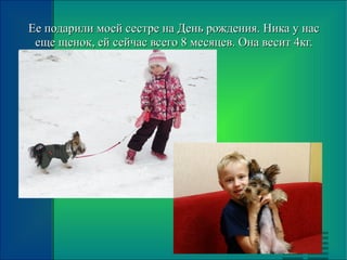 Ее подарили моей сестре на День рождения. Ника у насЕе подарили моей сестре на День рождения. Ника у нас
еще щенок, ей сейчас всего 8 месяцев. Она весит 4кг.еще щенок, ей сейчас всего 8 месяцев. Она весит 4кг.
 