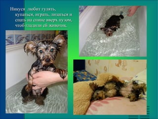 Никуся любит гулять,Никуся любит гулять,
купаться, играть, лизаться икупаться, играть, лизаться и
спать на спине вверх пузом,спать на спине вверх пузом,
чтоб гладили ей животик.чтоб гладили ей животик.
 