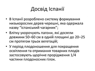 Досвід Іспанії
• В Іспанії розроблено систему формування
низькорослих дерев черешні, яка одержала
назву “іспанський чагарник”;
• Влітку укорочують пагони, які досягли
довжини 50–60 см в одній площині до 20–25
см протягом трьох вегетацій;
• У період плодоношення для покращення
освітлення та отримання товарних плодів
застосовують щорічне прорідження 1/4
частини плодоносних гілок.
 