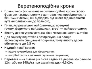 Веретеноподібна крона
• Правильно сформована веретеноподібна крона своєю
формою нагадує ялинку з центральним провідником та
бічними гілками, які відходять від нього під широкими
кутами близькими до прямого;
• Гілки, які розміщені найближче до поверхні
ґрунту, формують найдовшими, вгорі — найкоротшими;
• Висоту дерев утримують на рівні чотирьох-шести метрів;
• Для захисту від птахів і розтріскування плодів
застосовують спеціальні покриття, тому висоту дерев
обмежують до 2,5 м;
• Недолік такої крони:
– надто трудомістка для формування;
– потрібні сорти з високим ступенем галуження;
• Перевага – на п'ятий рік після садіння з дерева збирали по
12кг, або по 140ц/га при схемі посадки 4,5х2м;
 