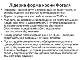 Лідерна форма крони Фогеля
• Перевага – ранній вступ у плодоношення та оптимальне
співвідношення між ростом та плодоношенням;
• Дерево формується зі штамбом висотою 70-80см;
• Має сильний центральний провідник, на якому розміщені
плодоносні гілки з широкими (90°) кутами відходження.
Такі кути створюють за допомогою відгинання
білизняними прищепками або спеціальними
пластиковими відгиначами;
• Висоту дерева обмежують на рівні 2,5-3,5м. Провідник
вкорочують над слабшими бічними гілками;
• Під час щорічного циклічного обрізування видаляють
одну-дві гілки, яким понад три-чотири роки і діаметр яких
у місці відгалуження більший за половину чи третину
товщини стовбура. Це сприяє рівномірному надходженню
світла у внутрішню частину крони й доброму закладанню
там квіткових бруньок;
 