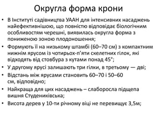 Округла форма крони
• В Інституті садівництва УААН для інтенсивних насаджень
найефективнішою, що повністю відповідає біологічним
особливостям черешні, виявилась округла форма з
пониженою зоною плодоношення;
• Формують її на низькому штамбі (60–70 см) з компактним
нижнім ярусом із чотирьох-п’яти скелетних гілок, які
відходять від стовбура з кутами понад 45°;
• У другому ярусі залишають три гілки, в третьому — дві;
• Відстань між ярусами становить 60–70 і 50–60
см, відповідно;
• Найкраща для цих насаджень – слаборосла підщепа
вишня Студениківська;
• Висота дерев у 10-ти річному віці не перевищує 3,5м;
 