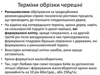 Терміни обрізки черешні
• Ранньовесняне обрізування за традиційними
рекомендаціями сприяє посиленню ростових процесів,
що призводить до пізнішого плодоношення дерев;
• На відміну від попереднього терміну, крони дерев, навіть
на сильнорослій підщепі із дикої черешні, які
формувалися влітку, краще гілкувалися, а на другий-
третій рік після висаджування в них прискорювалось
формування плодових бруньок порівняно з деревами, які
формувались у ранньовесняний термін;
• Внаслідок активізації клітин камбію, рани краще
загоюються;
• Крона формується малогабаритною;
• Так, сорт Любава при схемі посадки 6х4м за допомогою
літньої обрізки і формування малогабаритної крони мала
врожайність на 10 рік 60кг/дер., або 250ц/га;
 