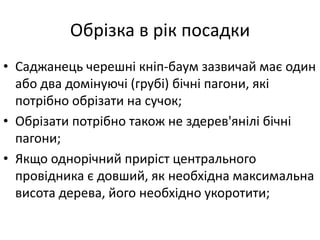 Обрізка в рік посадки
• Саджанець черешні кніп-баум зазвичай має один
або два домінуючі (грубі) бічні пагони, які
потрібно обрізати на сучок;
• Обрізати потрібно також не здерев'янілі бічні
пагони;
• Якщо однорічний приріст центрального
провідника є довший, як необхідна максимальна
висота дерева, його необхідно укоротити;
 