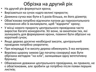 Обрізка на другий рік
• На другий рік формується крона;
• Вирізаються на сучок надто великі прирости;
• Довжина сучка має бути в 5 разів більша, як його діаметр;
• Обов'язково потрібно відгинати пагони до горизонтального
положення або їх виламувати, щоб “відкрити” крону;
• У місці нового приросту центрального провідника часто
виростає багато конкурентів. Усі вони, за винятком тих, які
залишають для формування крони, повинні бути обрізані на
короткий сучок;
• Якщо дерево досягне необхідної висоти, центральний
провідник потрібно укоротити;
• При міжрядді 4 м висоту дерева обмежують 3-ма метрами;
• Верхівка щороку зимою (до початку сокоруху) має бути
обрізана методом “на клік”, залишивши одну вегетативну
бруньку;
• Обмеження довжини центрального провідника, як правило, не
є обов'язковим, але зробити це потрібно після появи перших
листків;
 