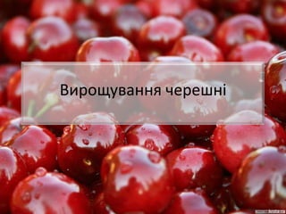 Вирощування черешні
 