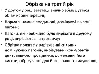 Обрізка на третій рік
• У другому році вегетації значно збільшується
об'єм крони черешні;
• Нормальними є поодинокі, домінуючі в кроні
пагони;
• Пагони, які необхідно було вирізати в другому
році, вирізаються в третьому;
• Обрізка полягає у вирізуванні сильних
домінуючих пагонів, вирізуванні конкурентів
центрального провідника, обмеженні його
висоти, обрізуванні для його кращого галуження;
 
