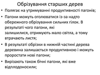 Обрізування старших дерев
• Полягає на утримуванні продуктивності пагонів;
• Пагони можуть оголюватися із-за надто
обережного обрізування сильних гілок. В
результаті чого пагони, які
залишилися, отримують мало світла, а тому
втрачають листя;
• В результаті обрізки в нижній частині дерева
деревина залишається продуктивною і можуть
проростати нові пагони;
• Вирізають також бічні пагони, які вже
відплодоносили;
 