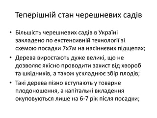 Теперішній стан черешневих садів
• Більшість черешневих садів в Україні
закладено по екстенсивній технології зі
схемою посадки 7х7м на насіннєвих підщепах;
• Дерева виростають дуже великі, що не
дозволяє якісно проводити захист від хвороб
та шкідників, а також ускладнює збір плодів;
• Такі дерева пізно вступають у товарне
плодоношення, а капітальні вкладення
окуповуються лише на 6-7 рік після посадки;
 