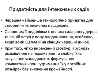 Придатність для інтенсивних садів
• Черешня найменше технологічно придатна для
створення інтенсивних насаджень;
• Основним її недоліком є велика сила росту дерев
та пізній вступ у пору плодоношення, особливо,
якщо вони щеплені на сіянцях черешні дикої;
• Крім того, чітко виражений стовбур, ярусність
розміщення на ньому гілок та слабке їхнє
галуження ускладнюють формування
компактних крон і утримання їх у потрібних
розмірах без зниження врожайності.
 