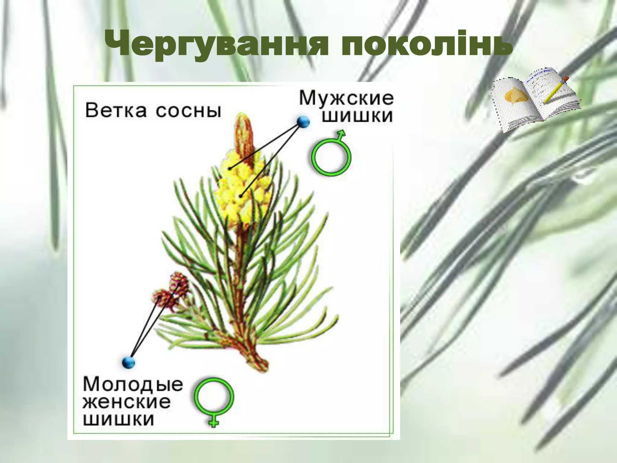 Чергування поколінь
 