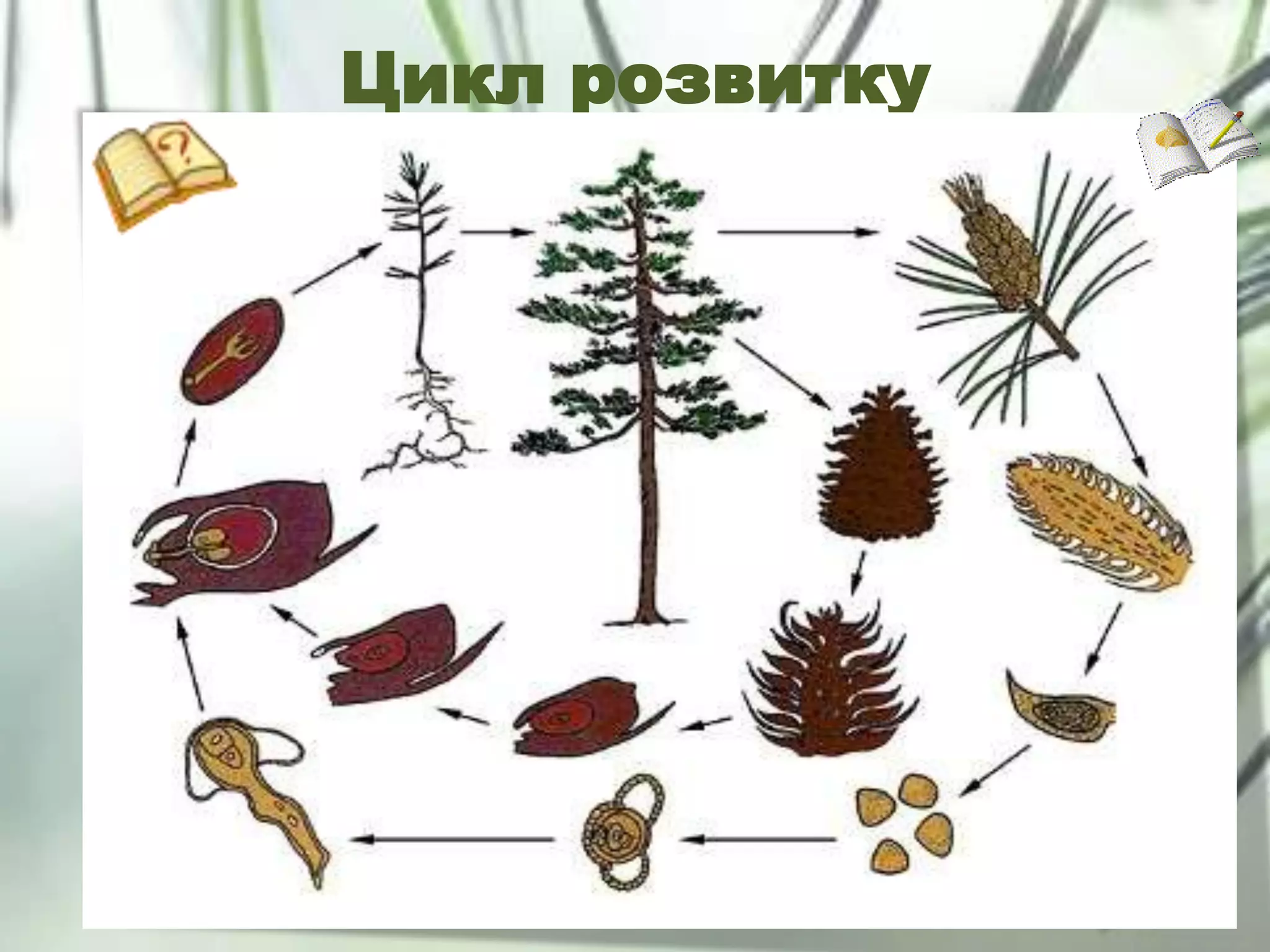 Цикл розвитку
 