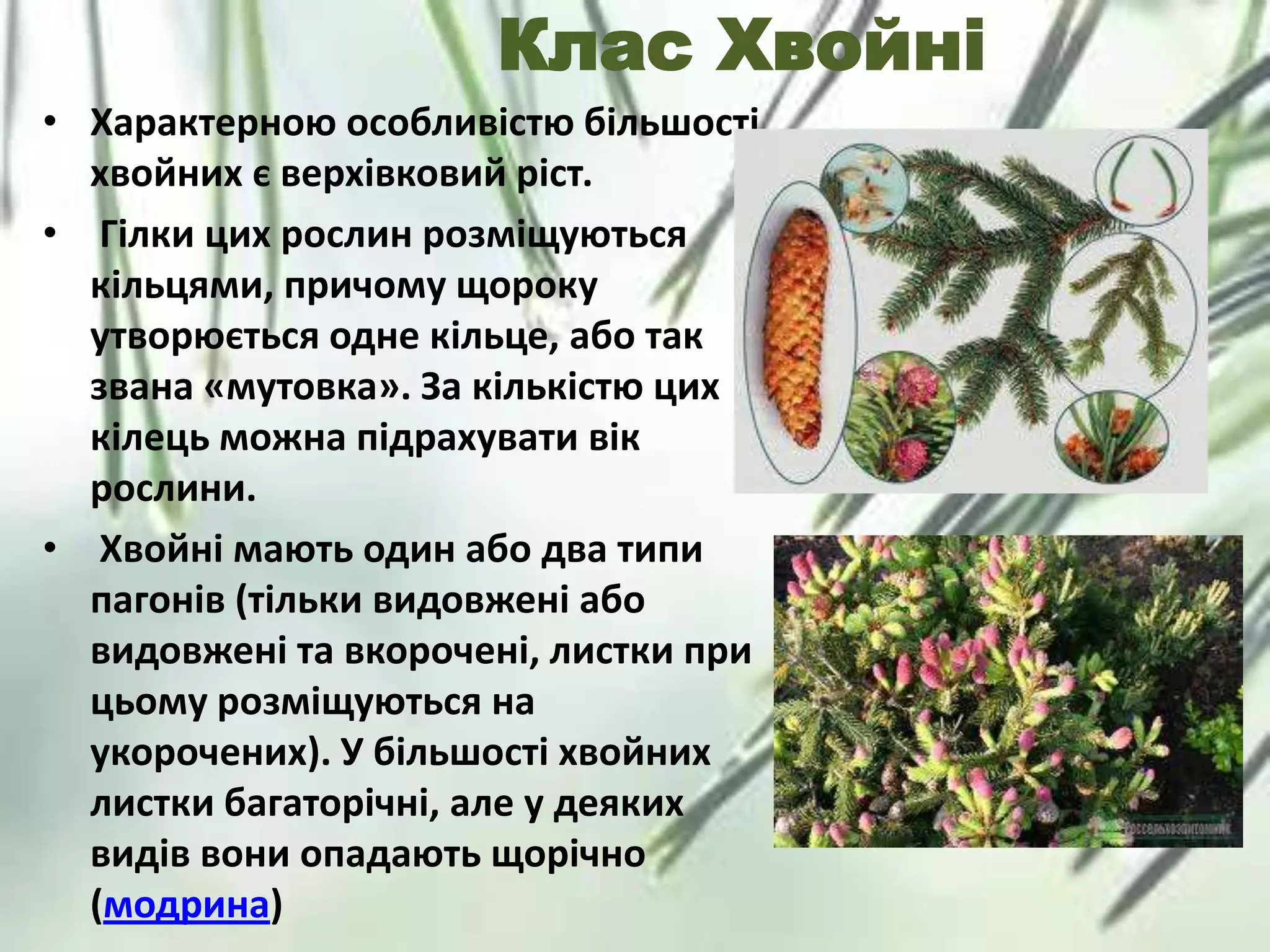 Клас Хвойні
• Характерною особливістю більшості
хвойних є верхівковий ріст.
• Гілки цих рослин розміщуються
кільцями, причому щороку
утворюється одне кільце, або так
звана «мутовка». За кількістю цих
кілець можна підрахувати вік
рослини.
• Хвойні мають один або два типи
пагонів (тільки видовжені або
видовжені та вкорочені, листки при
цьому розміщуються на
укорочених). У більшості хвойних
листки багаторічні, але у деяких
видів вони опадають щорічно
(модрина)
 