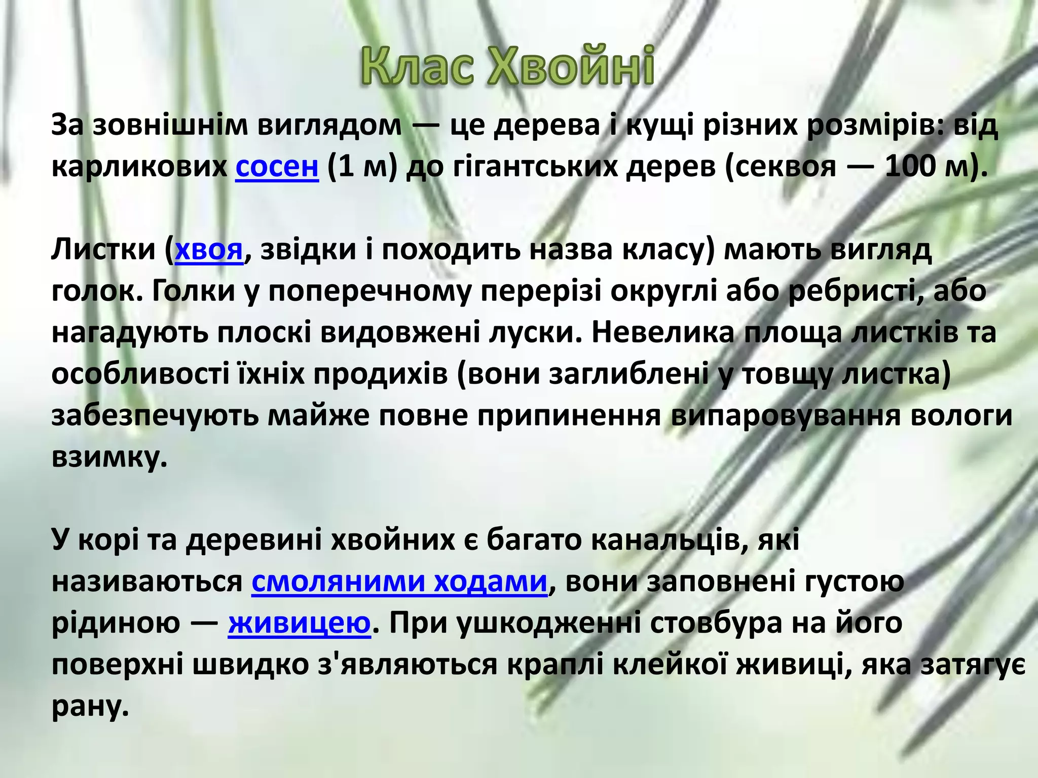 За зовнішнім виглядом — це дерева і кущі різних розмірів: від
карликових сосен (1 м) до гігантських дерев (секвоя — 100 м).
Листки (хвоя, звідки і походить назва класу) мають вигляд
голок. Голки у поперечному перерізі округлі або ребристі, або
нагадують плоскі видовжені луски. Невелика площа листків та
особливості їхніх продихів (вони заглиблені у товщу листка)
забезпечують майже повне припинення випаровування вологи
взимку.
У корі та деревині хвойних є багато канальців, які
називаються смоляними ходами, вони заповнені густою
рідиною — живицею. При ушкодженні стовбура на його
поверхні швидко з'являються краплі клейкої живиці, яка затягує
рану.
 