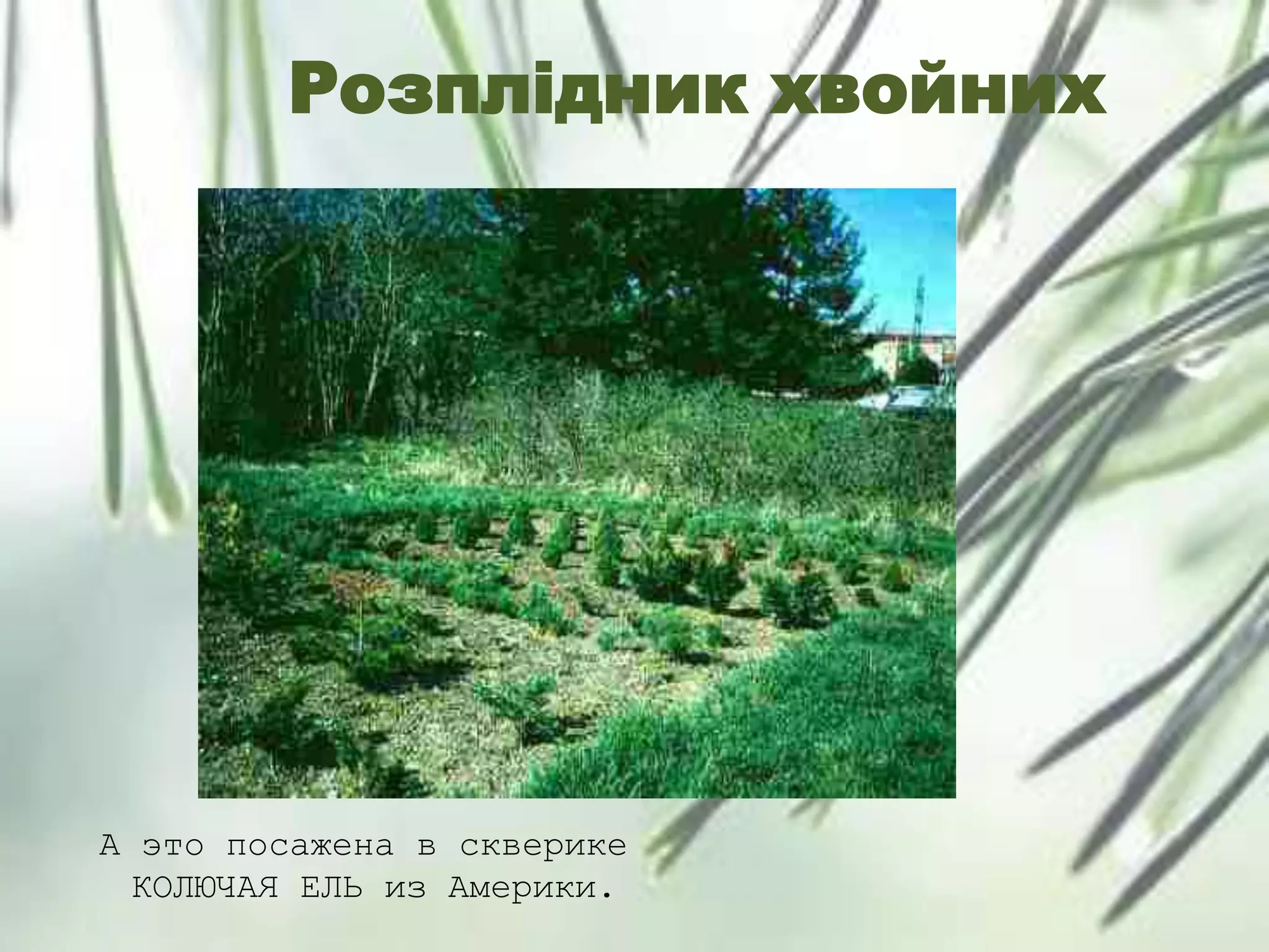 Розплідник хвойних
А это посажена в скверике
КОЛЮЧАЯ ЕЛЬ из Америки.
 