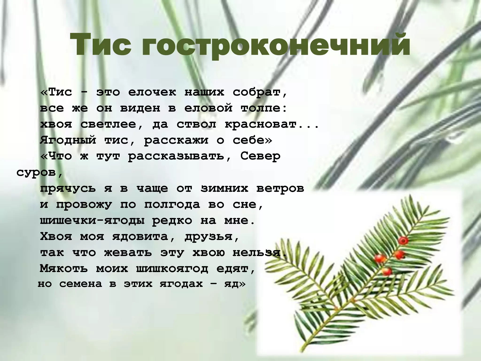 Тис гостроконечний
«Тис - это елочек наших собрат,
все же он виден в еловой толпе:
хвоя светлее, да ствол красноват...
Ягодный тис, расскажи о себе»
«Что ж тут рассказывать, Север
суров,
прячусь я в чаще от зимних ветров
и провожу по полгода во сне,
шишечки-ягоды редко на мне.
Хвоя моя ядовита, друзья,
так что жевать эту хвою нельзя.
Мякоть моих шишкоягод едят,
но семена в этих ягодах – яд»
 