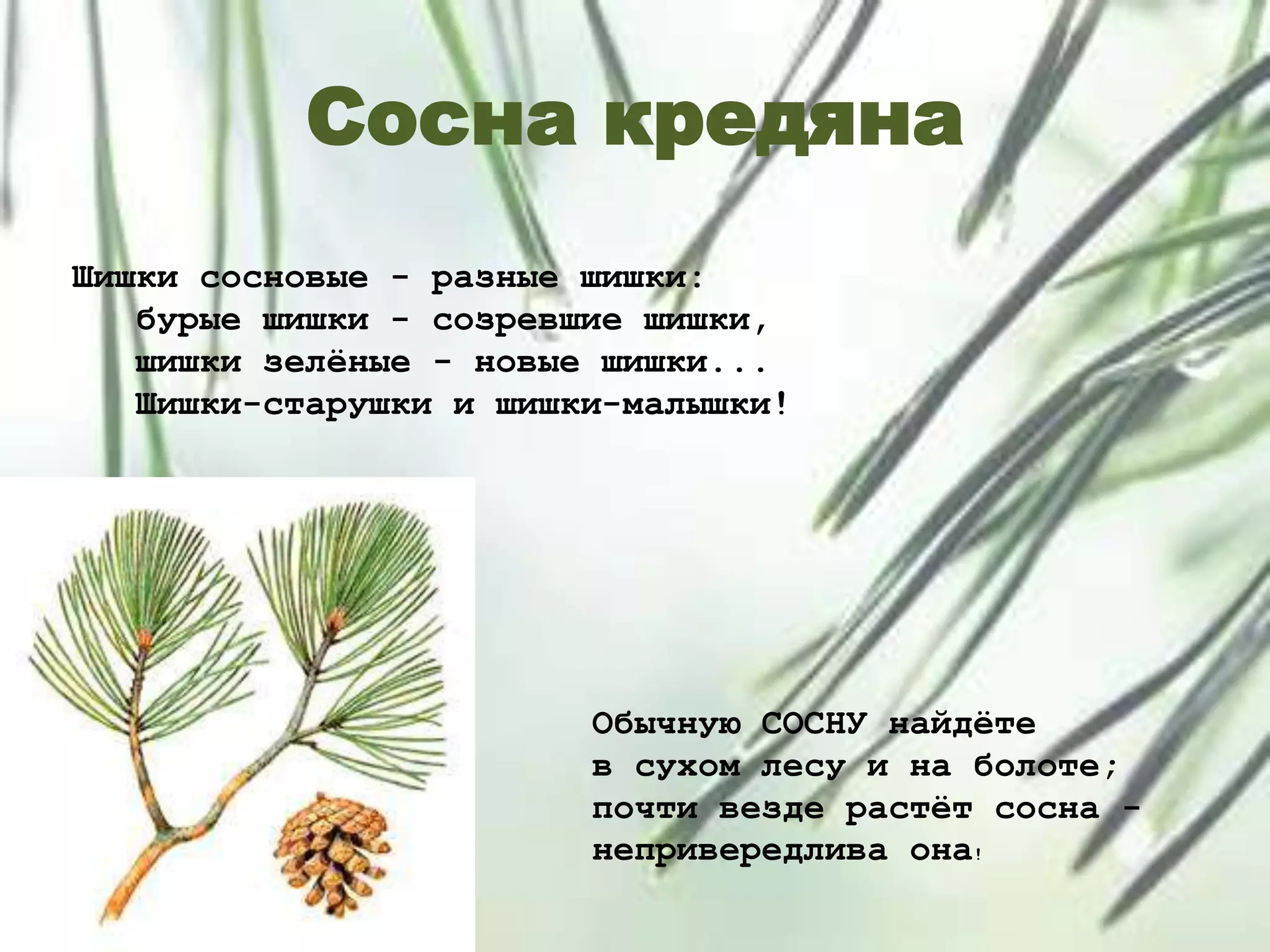 Сосна кредяна
Шишки сосновые - разные шишки:
бурые шишки - созревшие шишки,
шишки зелѐные - новые шишки...
Шишки-старушки и шишки-малышки!
Обычную СОСНУ найдѐте
в сухом лесу и на болоте;
почти везде растѐт сосна -
непривередлива она!
 