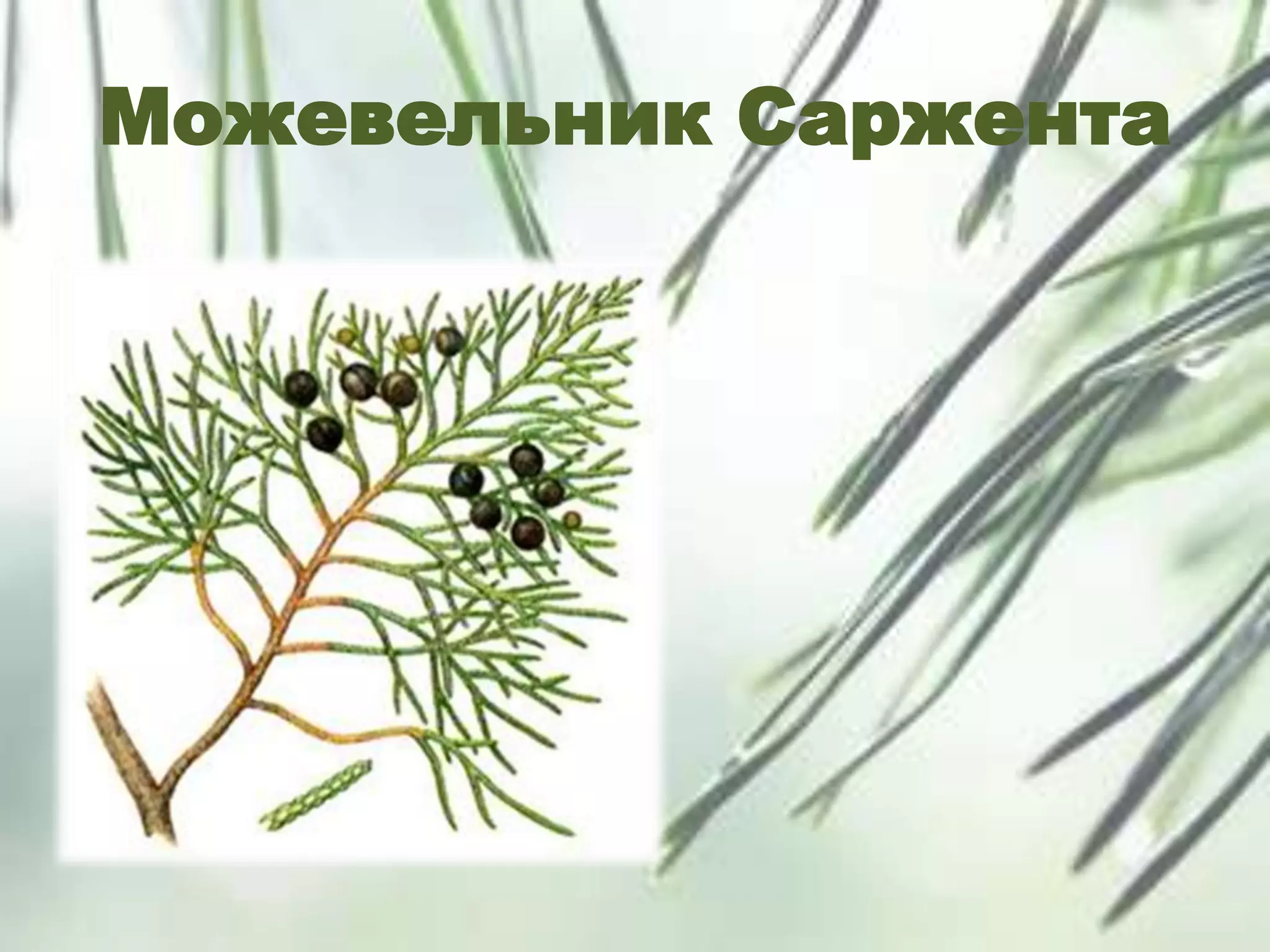 Можевельник Саржента
 