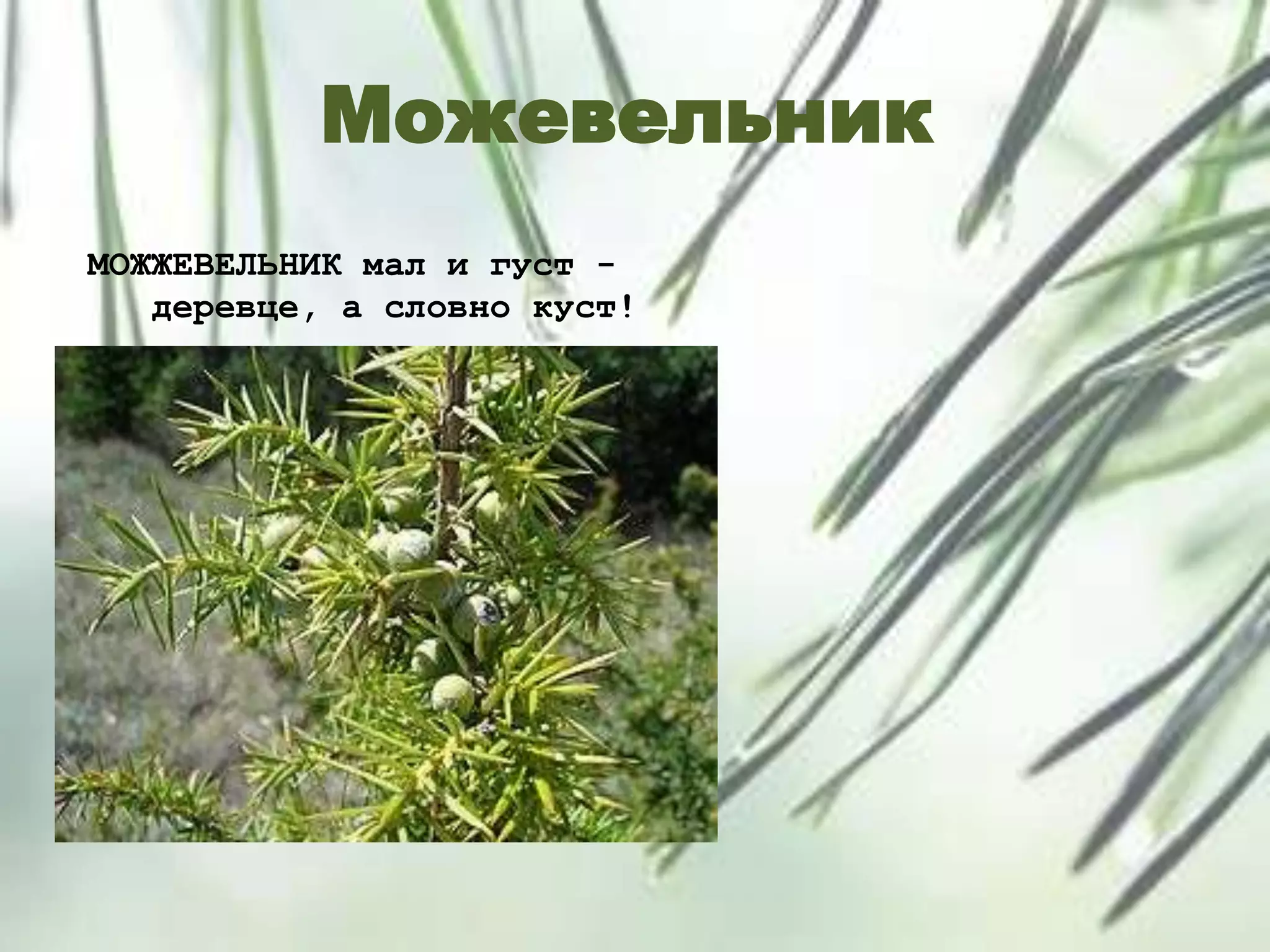 Можевельник
МОЖЖЕВЕЛЬНИК мал и густ -
деревце, а словно куст!
 