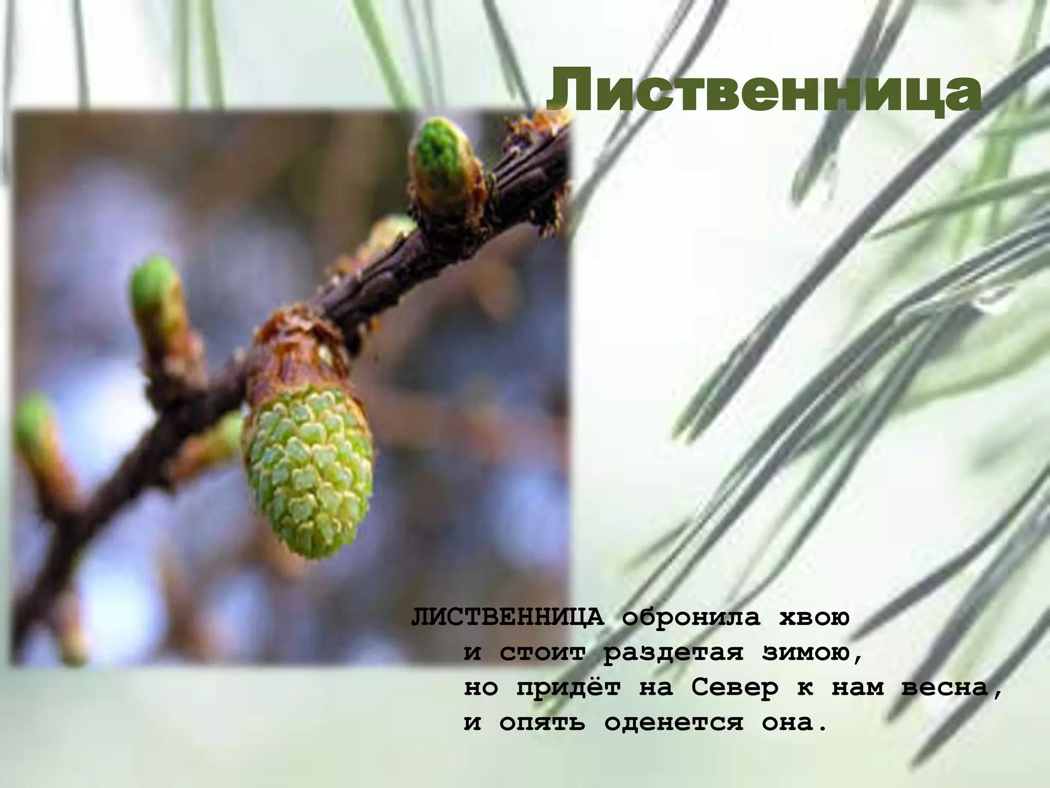 Лиственница
ЛИСТВЕННИЦА обронила хвою
и стоит раздетая зимою,
но придѐт на Север к нам весна,
и опять оденется она.
 