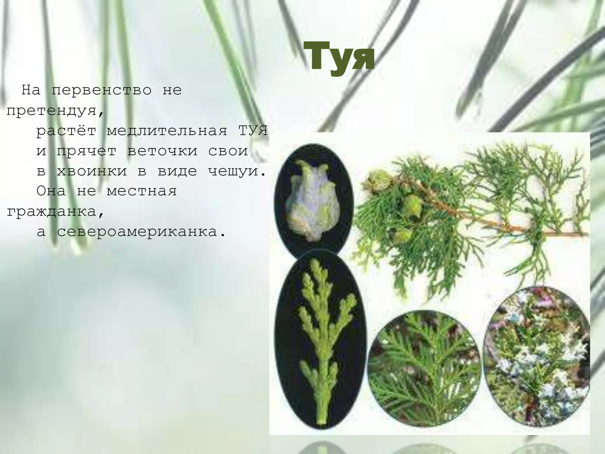 Туя
На первенство не
претендуя,
растѐт медлительная ТУЯ
и прячет веточки свои
в хвоинки в виде чешуи.
Она не местная
гражданка,
а североамериканка.
 