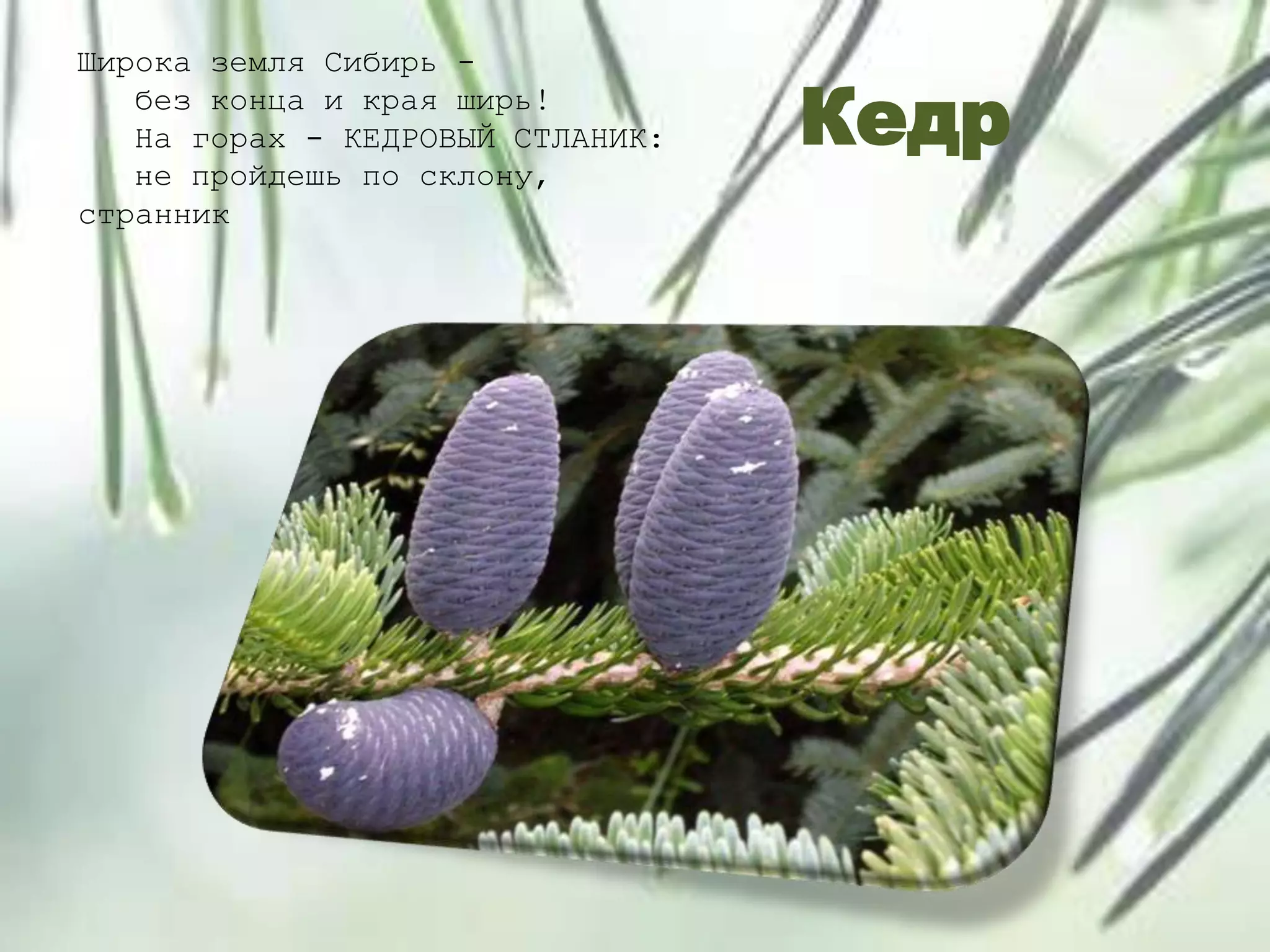 Кедр
Широка земля Сибирь -
без конца и края ширь!
На горах - КЕДРОВЫЙ СТЛАНИК:
не пройдешь по склону,
странник
 