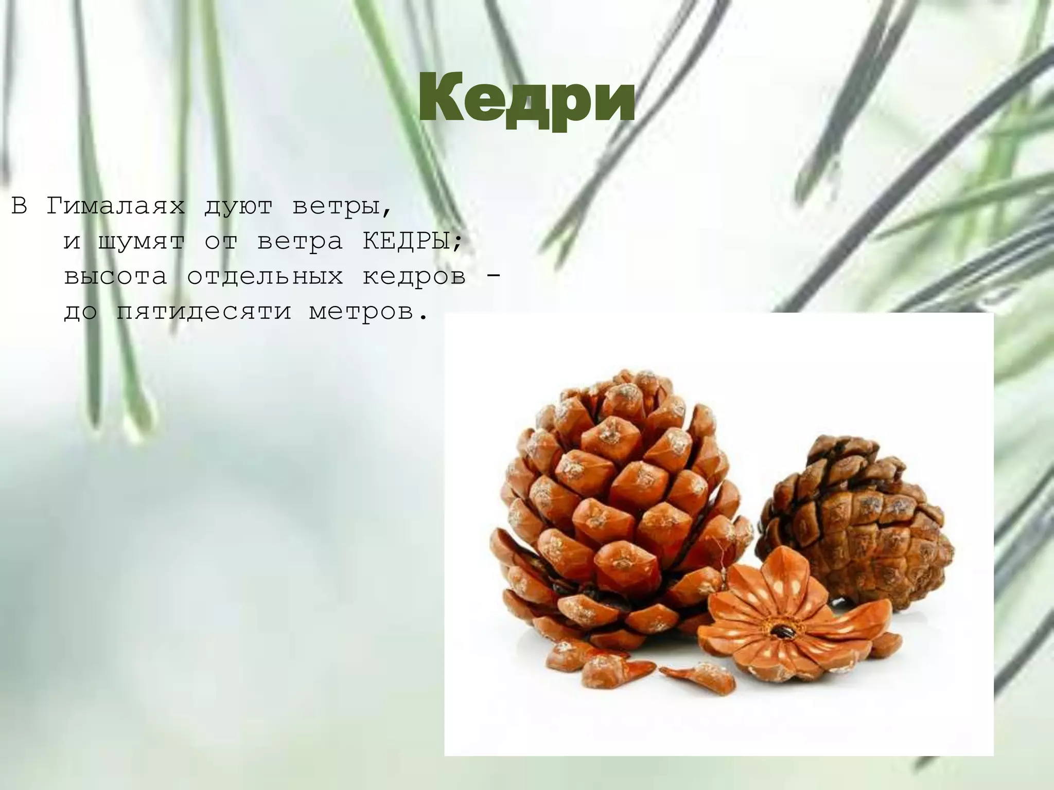 Кедри
В Гималаях дуют ветры,
и шумят от ветра КЕДРЫ;
высота отдельных кедров -
до пятидесяти метров.
 
