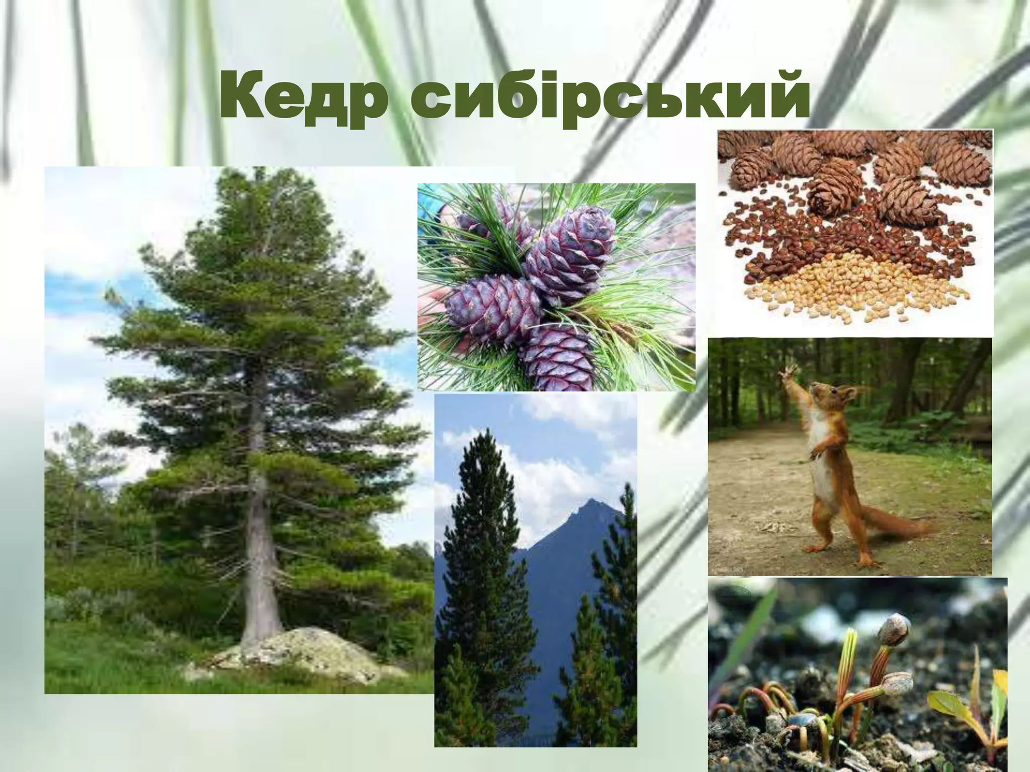 Кедр сибірський
 
