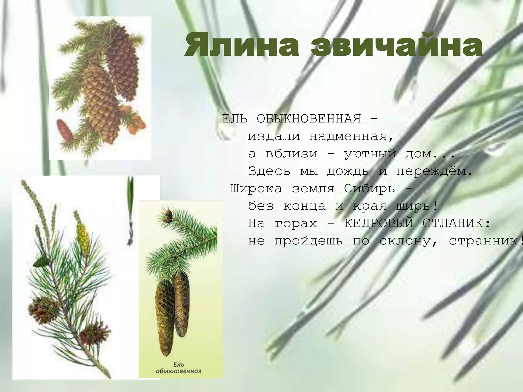 Ялина звичайна
ЕЛЬ ОБЫКНОВЕННАЯ -
издали надменная,
а вблизи - уютный дом...
Здесь мы дождь и переждѐм.
Широка земля Сибирь -
без конца и края ширь!
На горах - КЕДРОВЫЙ СТЛАНИК:
не пройдешь по склону, странник!
 